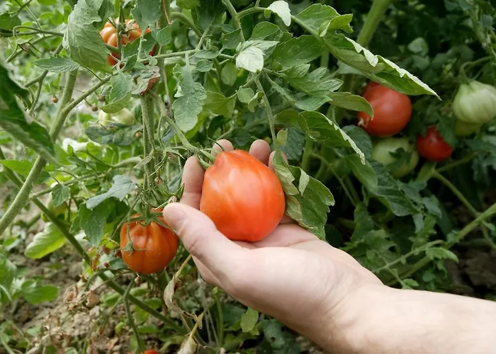 Farma Casa Carpanelli