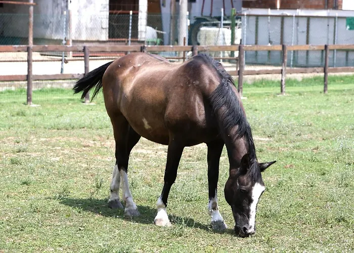 Casa Carpanelli Farma *